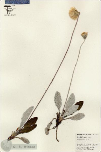 URN_catalog_HBHinton_herbarium_25570.jpg.jpg