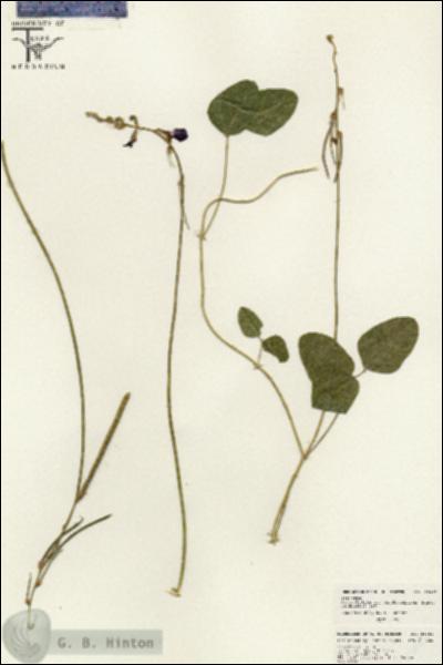 URN_catalog_HBHinton_herbarium_26481.jpg.jpg