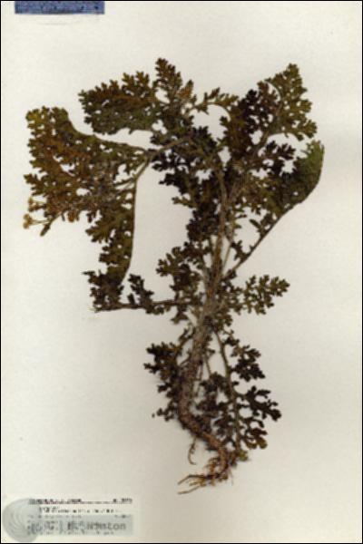 URN_catalog_HBHinton_herbarium_20630.jpg.jpg