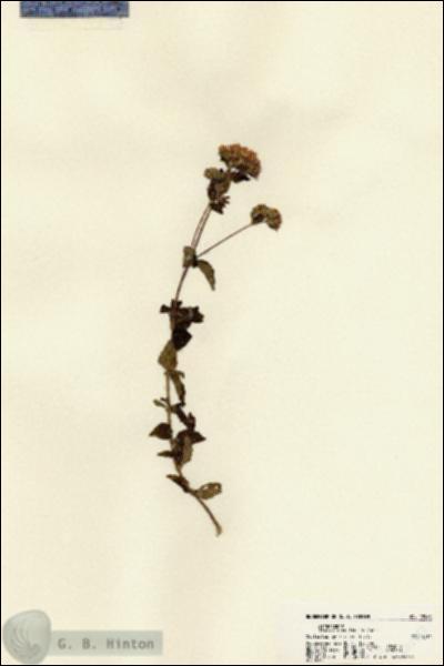 URN_catalog_HBHinton_herbarium_22583.jpg.jpg