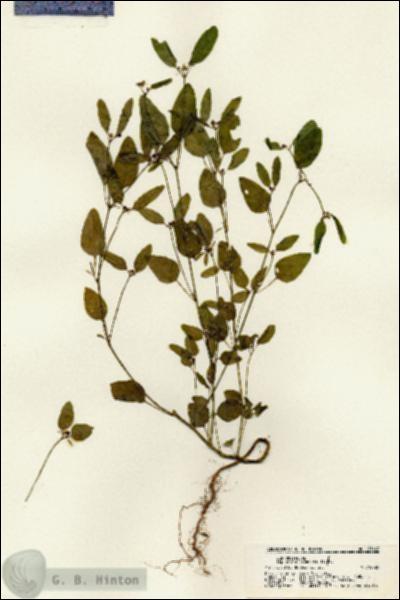 URN_catalog_HBHinton_herbarium_21662.jpg.jpg