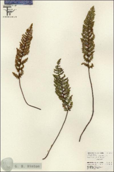 URN_catalog_HBHinton_herbarium_26238.jpg.jpg