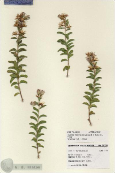 URN_catalog_HBHinton_herbarium_28229.jpg.jpg