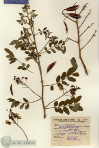 URN_catalog_HBHinton_herbarium_11876.jpg.jpg