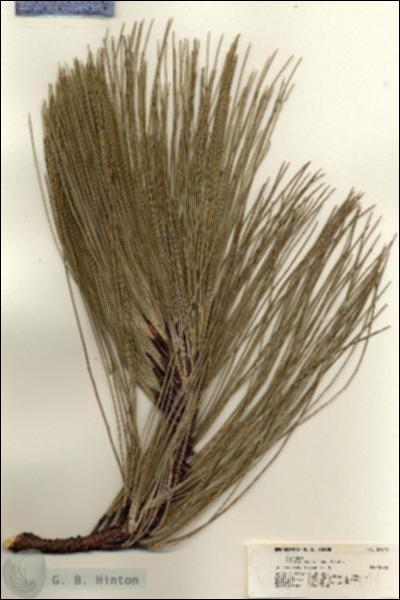 URN_catalog_HBHinton_herbarium_21644.jpg.jpg