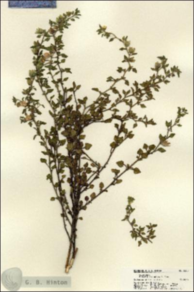URN_catalog_HBHinton_herbarium_22355.jpg.jpg