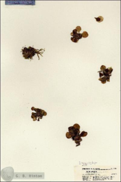 URN_catalog_HBHinton_herbarium_21309.jpg.jpg