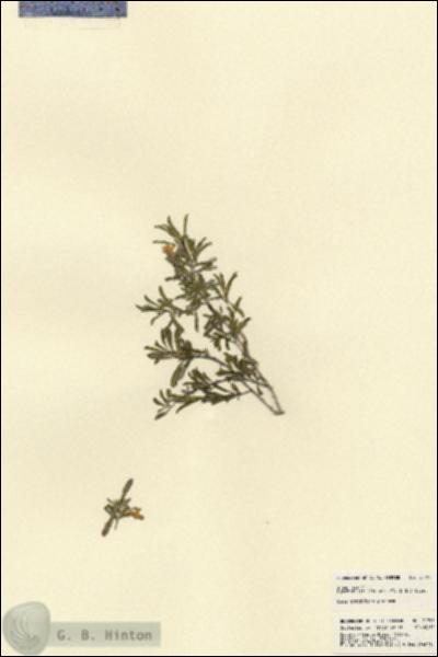 URN_catalog_HBHinton_herbarium_21795.jpg.jpg