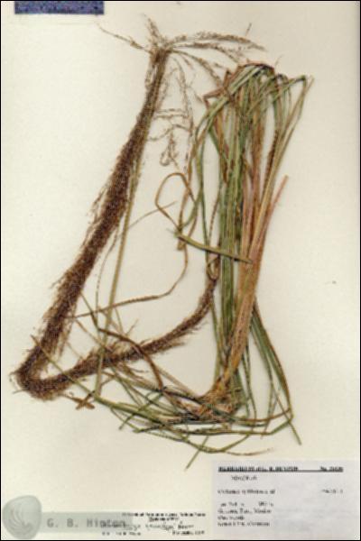 URN_catalog_HBHinton_herbarium_25135.jpg.jpg