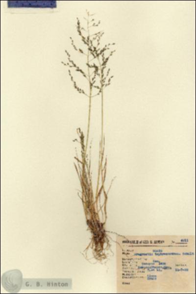 URN_catalog_HBHinton_herbarium_4211.jpg.jpg