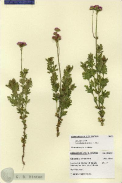 URN_catalog_HBHinton_herbarium_28679.jpg.jpg