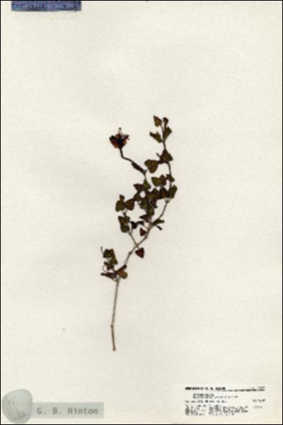 URN_catalog_HBHinton_herbarium_20793.jpg.jpg