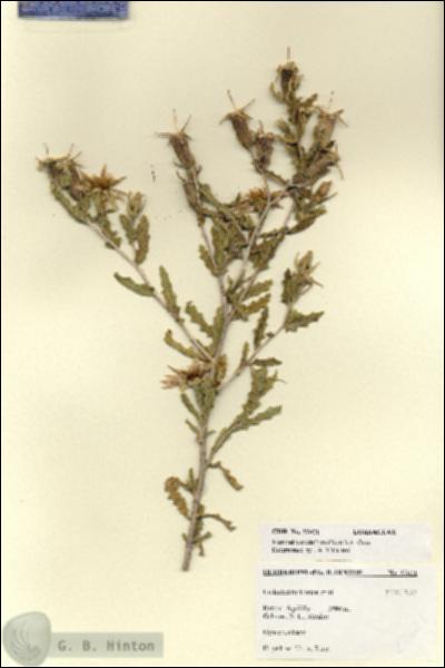 URN_catalog_HBHinton_herbarium_27621.jpg.jpg