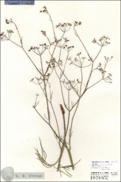 URN_catalog_HBHinton_herbarium_20425.jpg.jpg