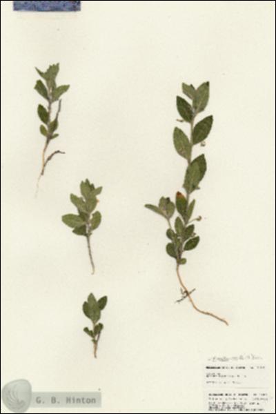 URN_catalog_HBHinton_herbarium_25372.jpg.jpg