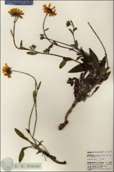 URN_catalog_HBHinton_herbarium_24485.jpg.jpg