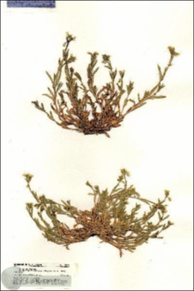 URN_catalog_HBHinton_herbarium_18853.jpg.jpg
