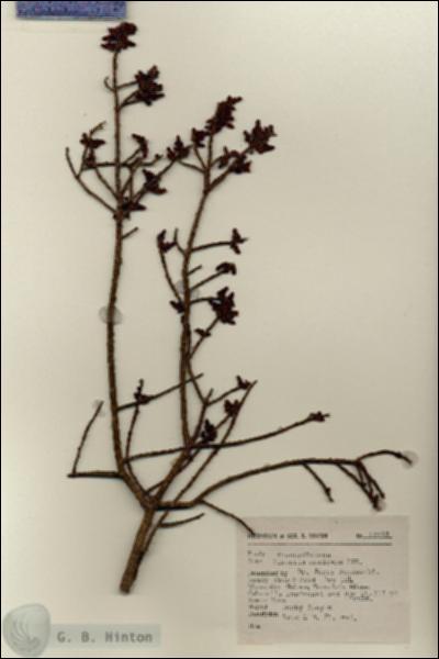 URN_catalog_HBHinton_herbarium_17288.jpg.jpg