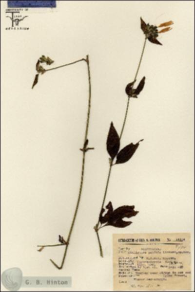URN_catalog_HBHinton_herbarium_14104.jpg.jpg
