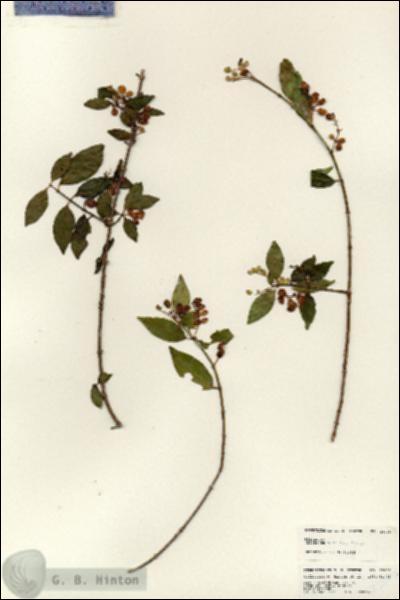 URN_catalog_HBHinton_herbarium_25006.jpg.jpg