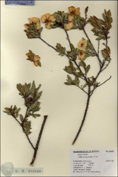 URN_catalog_HBHinton_herbarium_18982.jpg.jpg