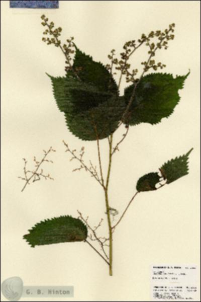 URN_catalog_HBHinton_herbarium_23252.jpg.jpg