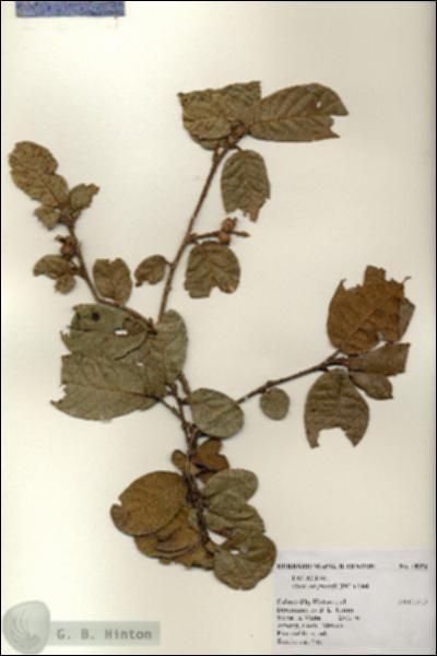 URN_catalog_HBHinton_herbarium_18356.jpg.jpg