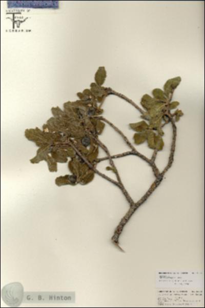 URN_catalog_HBHinton_herbarium_25735.jpg.jpg