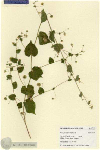 URN_catalog_HBHinton_herbarium_27747.jpg.jpg