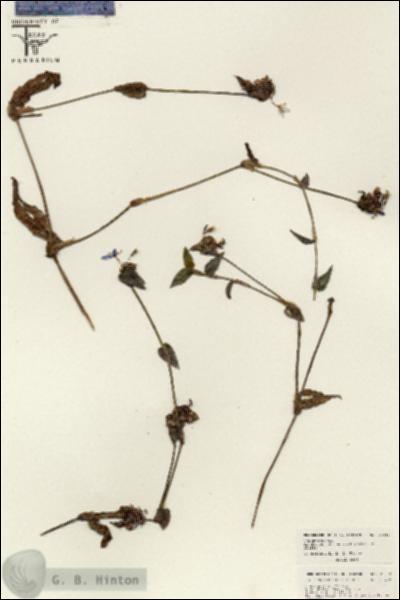 URN_catalog_HBHinton_herbarium_26312.jpg.jpg
