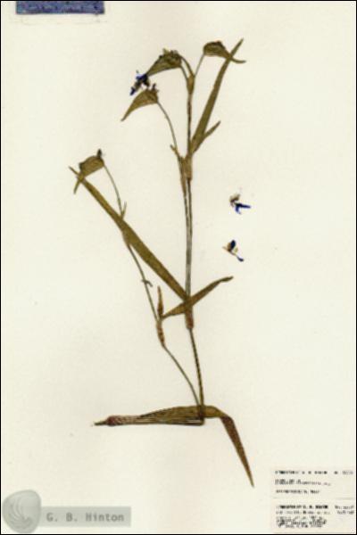 URN_catalog_HBHinton_herbarium_22888.jpg.jpg