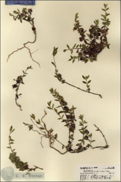URN_catalog_HBHinton_herbarium_22026.jpg.jpg