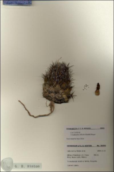 URN_catalog_HBHinton_herbarium_28293.jpg.jpg