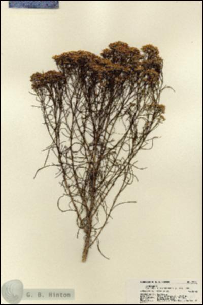URN_catalog_HBHinton_herbarium_22361.jpg.jpg