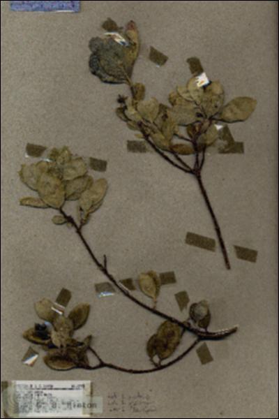 URN_catalog_HBHinton_herbarium_18735.jpg.jpg