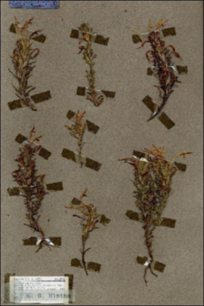 URN_catalog_HBHinton_herbarium_18448.jpg.jpg
