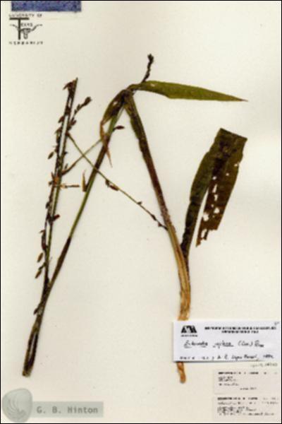 URN_catalog_HBHinton_herbarium_26325.jpg.jpg