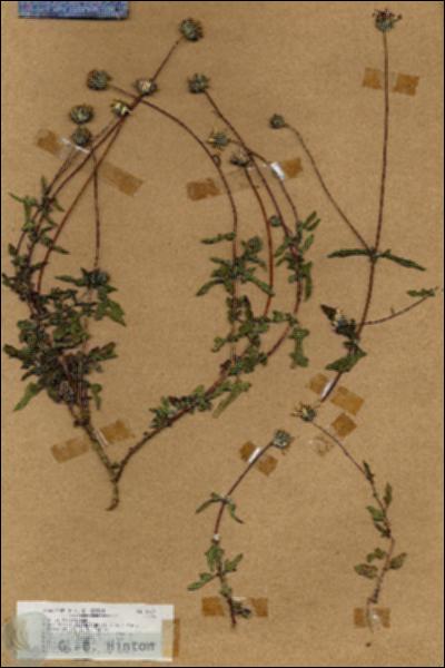 URN_catalog_HBHinton_herbarium_18627.jpg.jpg