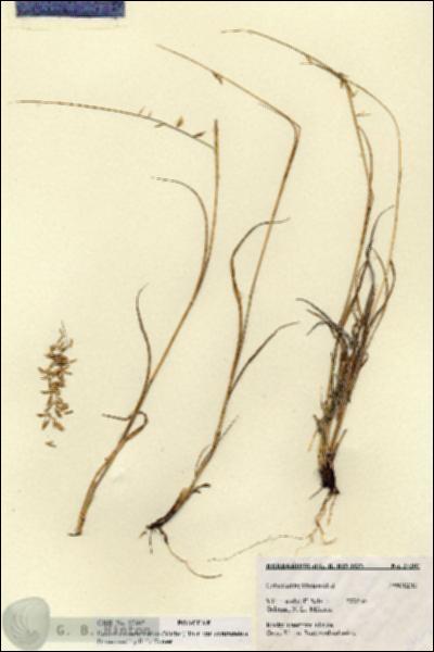 URN_catalog_HBHinton_herbarium_27307.jpg.jpg