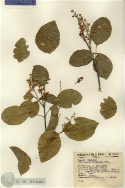 URN_catalog_HBHinton_herbarium_13800.jpg.jpg
