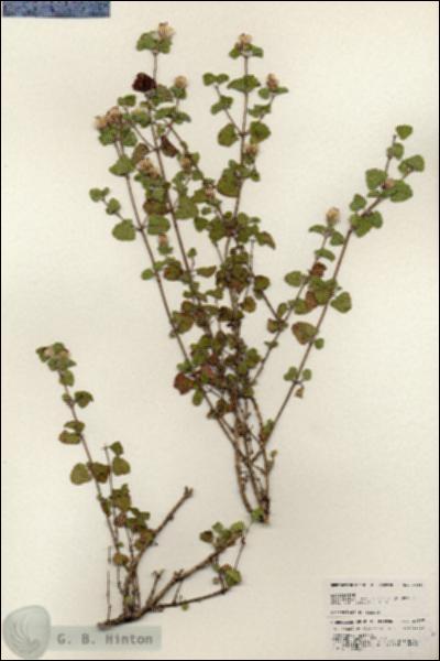 URN_catalog_HBHinton_herbarium_24867.jpg.jpg