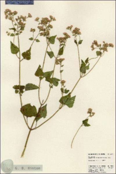 URN_catalog_HBHinton_herbarium_23814.jpg.jpg