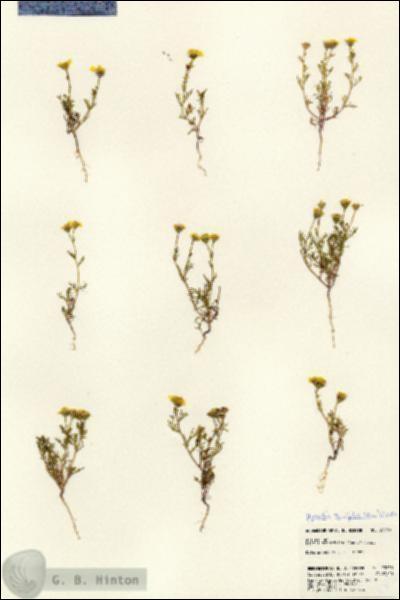 URN_catalog_HBHinton_herbarium_23030.jpg.jpg