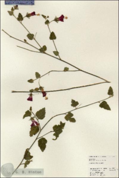 URN_catalog_HBHinton_herbarium_25223.jpg.jpg