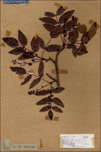 URN_catalog_HBHinton_herbarium_17721.jpg.jpg