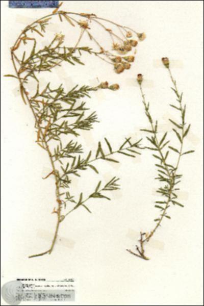 URN_catalog_HBHinton_herbarium_19867.jpg.jpg