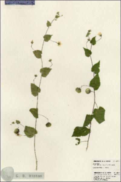 URN_catalog_HBHinton_herbarium_23876.jpg.jpg