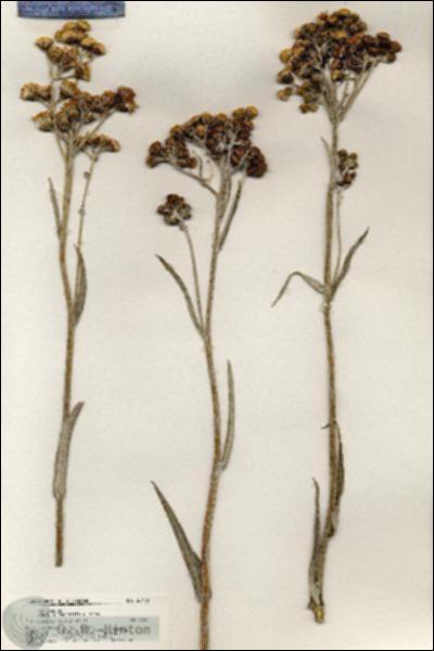 URN_catalog_HBHinton_herbarium_20441.jpg.jpg