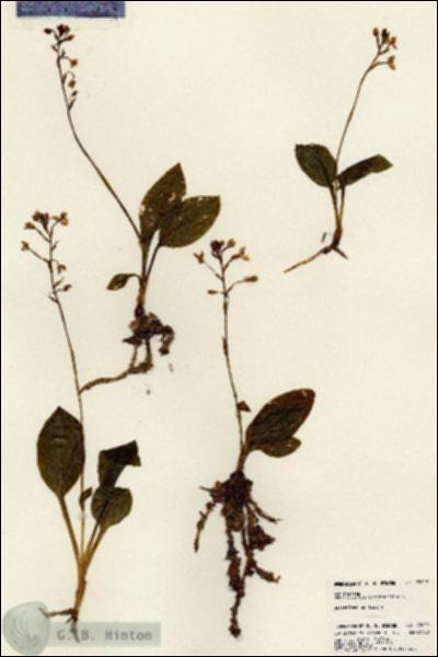 URN_catalog_HBHinton_herbarium_23222.jpg.jpg