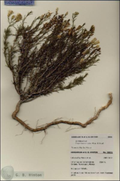 URN_catalog_HBHinton_herbarium_28021.jpg.jpg